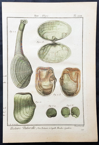 1789 Jean Baptiste Lamarck Antique Concology Print, Soft Shell Clam, Plate 229