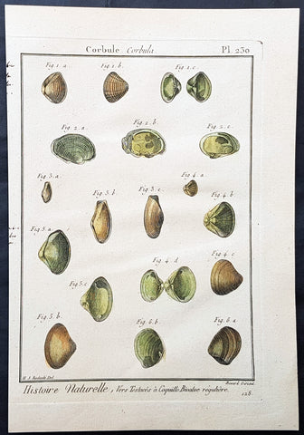 1789 Jean Baptiste Lamarck Antique Concology Print, Saltwater Clam Shells, Plate 230