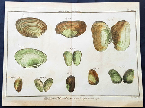 1789 Jean Baptiste Lamarck Antique Concology Print, Saltwater Clam Shells, Plate 203
