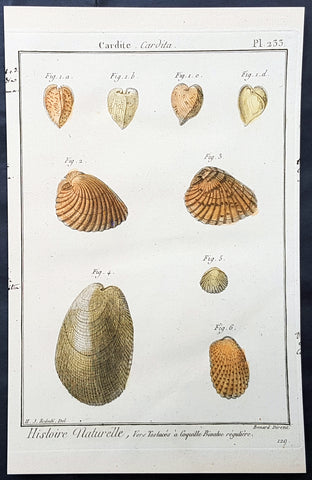 1789 Jean Baptiste Lamarck Antique Concology Print, Saltwater Clam Shells, Plate 233