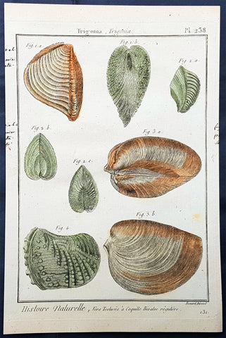 1789 Jean Baptiste Lamarck Antique Concology Print, Saltwater Clam Shells, Plate 238