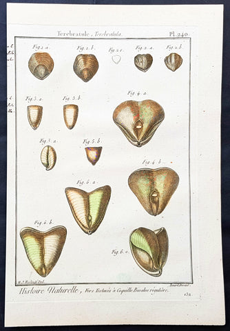 1789 Jean Baptiste Lamarck Antique Concology Print, Terebratula Lamp Shells Plate 240