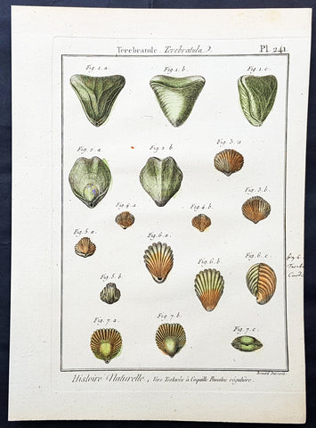 1789 Jean Baptiste Lamarck Antique Concology Print, Terebratula Lamp Shells Plate 241
