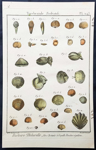 1789 Jean Baptiste Lamarck Antique Concology Print, Terebratula Lamp Shells Plate 243