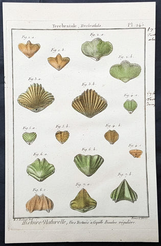 1789 Jean Baptiste Lamarck Antique Concology Print, Terebratula Lamp Shells Plate 245