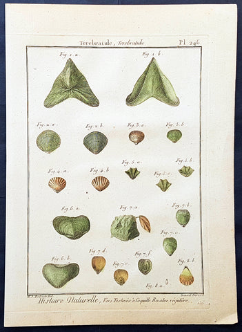 1789 Jean Baptiste Lamarck Antique Concology Print, Terebratula Lamp Shells Plate 246
