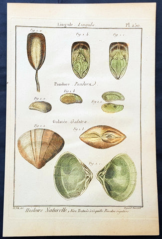 1789 Jean Baptiste Lamarck Antique Concology Print, Surf Clam Shells Plate 250