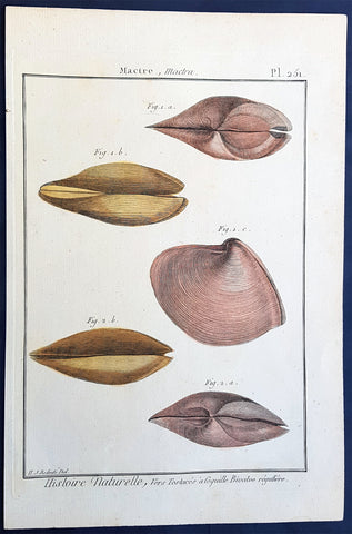 1789 Jean Baptiste Lamarck Antique Concology Print, Surf Clam Shells - Pl 251