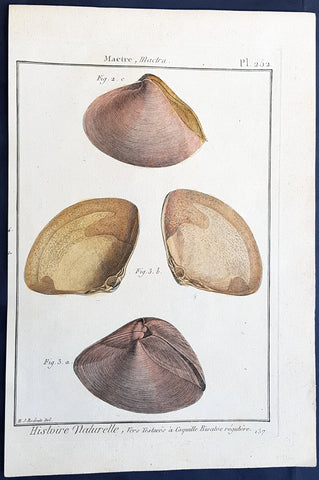 1789 Jean Baptiste Lamarck Antique Concology Print, Surf Clam Shells - Pl 252
