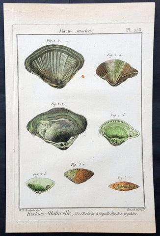 1789 Jean Baptiste Lamarck Antique Concology Print, Surf Clam Shells Plate 253