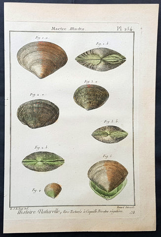 1789 Jean Baptiste Lamarck Antique Concology Print, Surf Clam Shells Plate 254