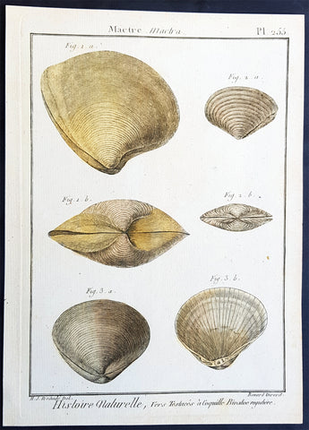 1789 Jean Baptiste Lamarck Antique Concology Print, Surf Clam Shells - Pl 255