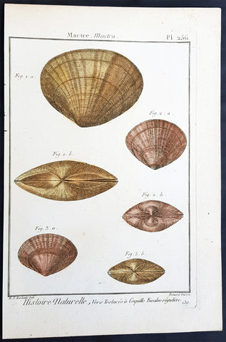 1789 Jean Baptiste Lamarck Antique Concology Print, Surf Clam Shells - Pl 256
