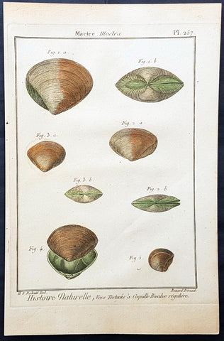 1789 Jean Baptiste Lamarck Antique Concology Print, Surf Clam Shells Plate 257