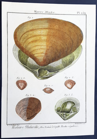 1789 Jean Baptiste Lamarck Antique Concology Print, Surf Clam Shells - Pl 259
