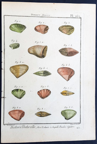 1789 Jean Baptiste Lamarck Antique Concology Print, Seawater Clam Shells, Pl 262