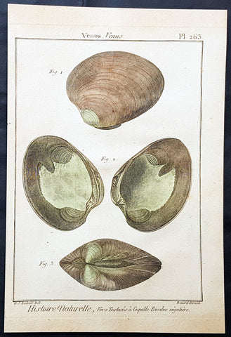 1789 Jean Baptiste Lamarck Antique Concology Print, Seawater Clam Shells, Pl 263