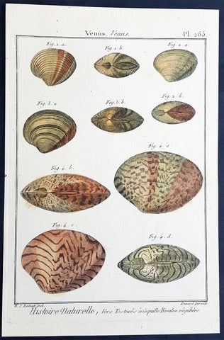 1789 Jean Baptiste Lamarck Antique Concology Print, Seawater Clam Shells, Pl 260