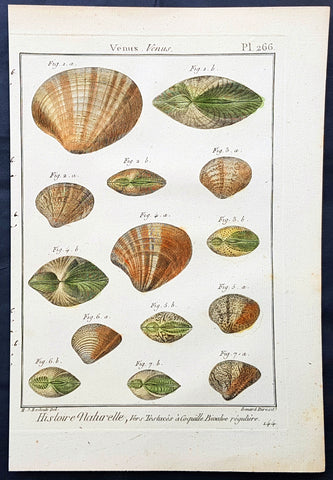 1789 Jean Baptiste Lamarck Antique Concology Print, Seawater Clam Shells, Plate 266