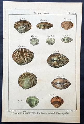 1789 Jean Baptiste Lamarck Antique Concology Print, Seawater Clam Shells, Pl 271