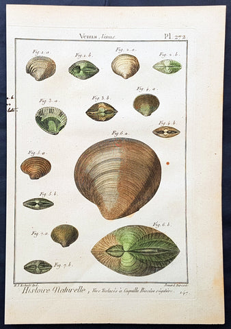 1789 Jean Baptiste Lamarck Antique Concology Print, Seawater Clam Shells, Plate 272