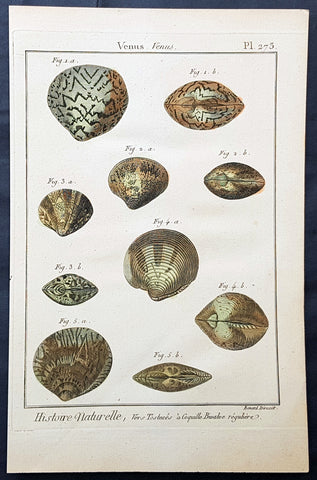 1789 Jean Baptiste Lamarck Antique Concology Print, Seawater Clam Shells, Pl 273