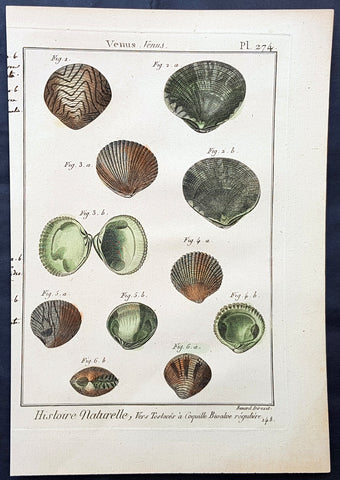 1789 Jean Baptiste Lamarck Antique Concology Print, Seawater Clam Shells, Plate 274