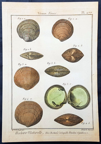 1789 Jean Baptiste Lamarck Antique Concology Print, Seawater Clam Shells, Pl 277