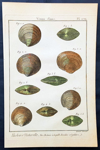 1789 Jean Baptiste Lamarck Antique Concology Print, Seawater Clam Shells, Plate 279