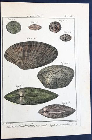 1789 Jean Baptiste Lamarck Antique Concology Print, Seawater Clam Shells, Pl 280