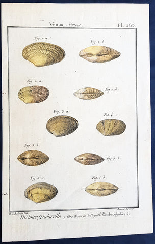 1789 Jean Baptiste Lamarck Antique Concology Print, Seawater Clam Shells, Pl 283