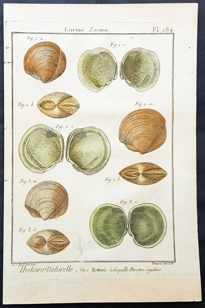 1789 Jean Baptiste Lamarck Antique Concology Print, Saltwater Clam Shells Plate 284