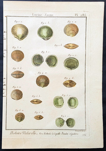 1789 Jean Baptiste Lamarck Antique Concology Print, Saltwater Clam Shells Plate 285