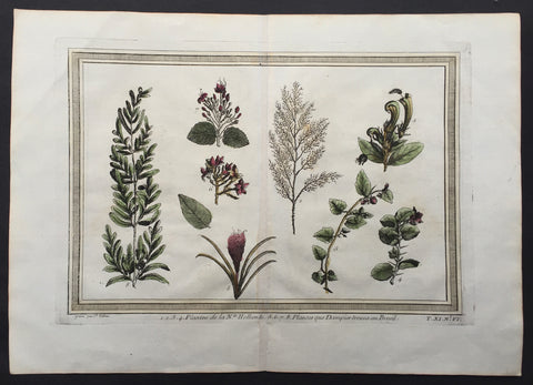 1755 Prevost Antique Print Plants found by William Dampier in Australia in 1688