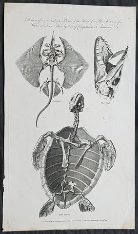 1791 William Hall Antique Print of Skeleton of a Stingray, Large Pike & Turtle