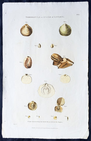 1798 Laperouse Large Antique Print of Shells, Molluscus, Shellfish of Pacific