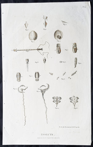 1798 Laperouse Large Antique Print of Insects, Seeds, Plants America & Pacific