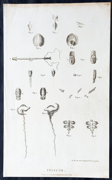 Copy of 1798 Laperouse Large Antique Print of Insects, Seeds, Plants America & Pacific