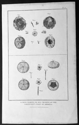 1798 Laperouse Large Antique Print of Sea Urchins of NW America, California