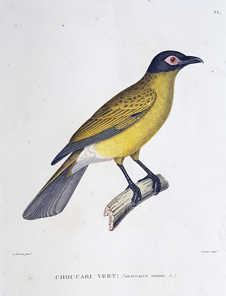 1824 Louis Freycinet Antique Print of Yellow Bellied Wood Shrike of Timor, 1818