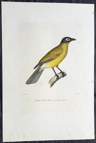 1824 Louis Freycinet Antique Print of Yellow Bellied Wood Shrike of Timor, 1818