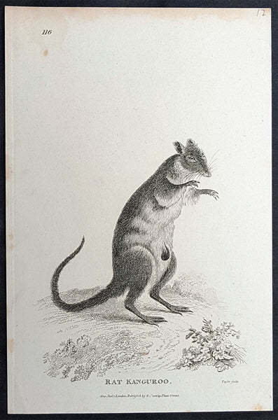 1800 George Kearsley Shaw Antique Early Print The Australian Musky Rat Kangaroo