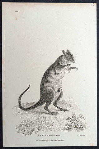 1800 George Kearsley Shaw Antique Early Print The Australian Musky Rat Kangaroo