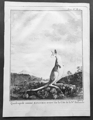 1774 Capt. Cook, S. Parkinson & G. Stubbs - Antique Print Australian Kangaroo in 1770