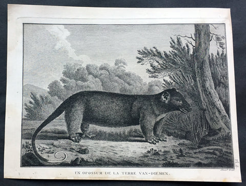 1785 Capt. Cook Antique Print of a Possum from Bruny Island, Tasmania in 1777