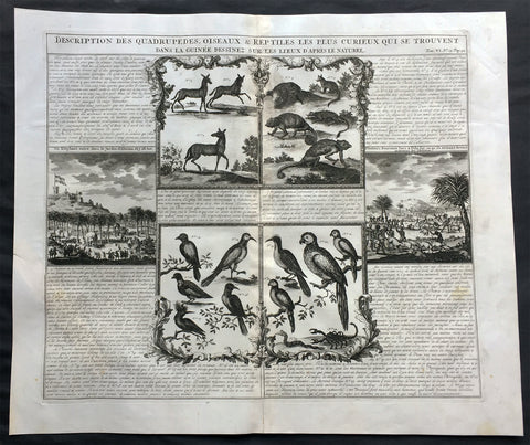1719 Chatelain Large Antique Print of Various Mammals, Birds & Reptiles Elephant