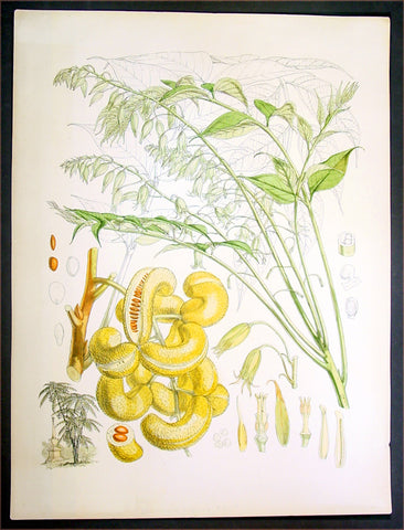 1855 Hooker Fitch Antique Botanical Print China Mao Er Shi Goat Horn