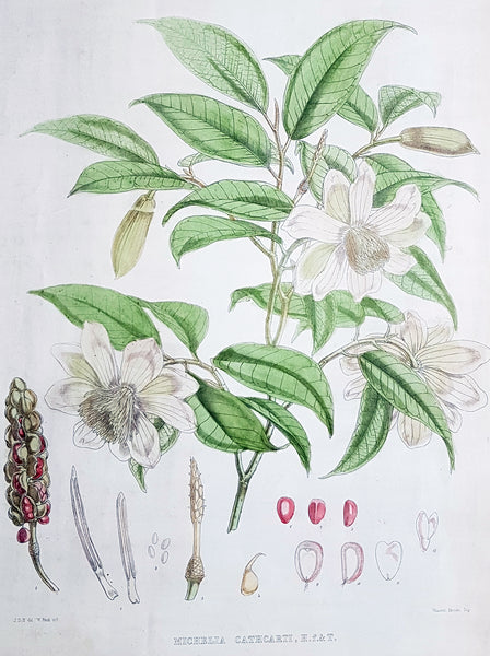 1855 Hooker & Fitch Original Antique Botanical Print of Fairy Magnolia Tree