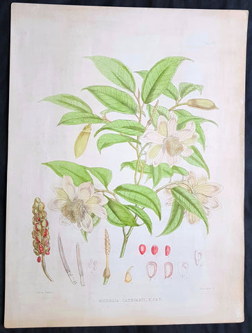1855 Hooker & Fitch Original Antique Botanical Print of Fairy Magnolia Tree