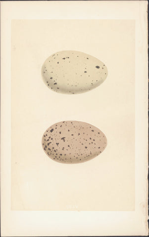 1856 Morris Antique Ornithogical Print Eggs of Black Throated & Red Throated Diver